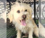 Small Maltese Mix