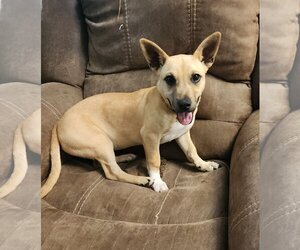 American Pit Bull Terrier-Dachshund Mix Dogs for adoption in Oakhurst, NJ, USA