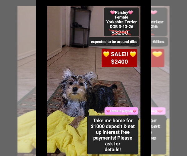 Medium Photo #1 Yorkshire Terrier Puppy For Sale in TUCSON, AZ, USA