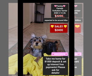 Yorkshire Terrier Puppy for sale in TUCSON, AZ, USA