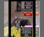 Small Yorkshire Terrier