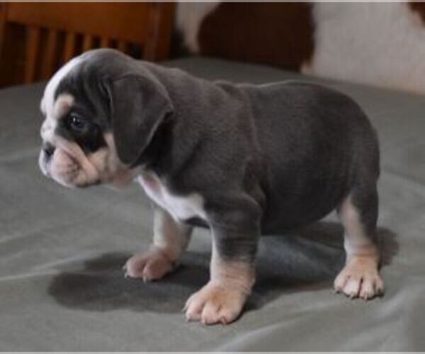 Medium Photo #5 English Bulldog Puppy For Sale in MARSHFIELD, MO, USA