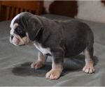 Small #4 English Bulldog