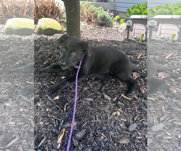 Medium Photo #3 Labrador Retriever-Unknown Mix Puppy For Sale in Marine City, MI, USA