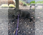 Small #2 Labrador Retriever Mix