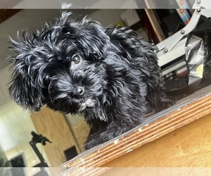 YorkiePoo Puppy for sale in CAPE GIRARDEAU, MO, USA