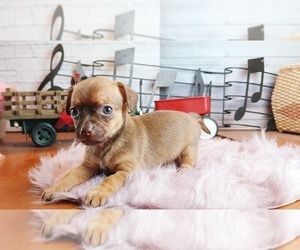 Chihuahua Puppy for sale in CARTHAGE, TX, USA