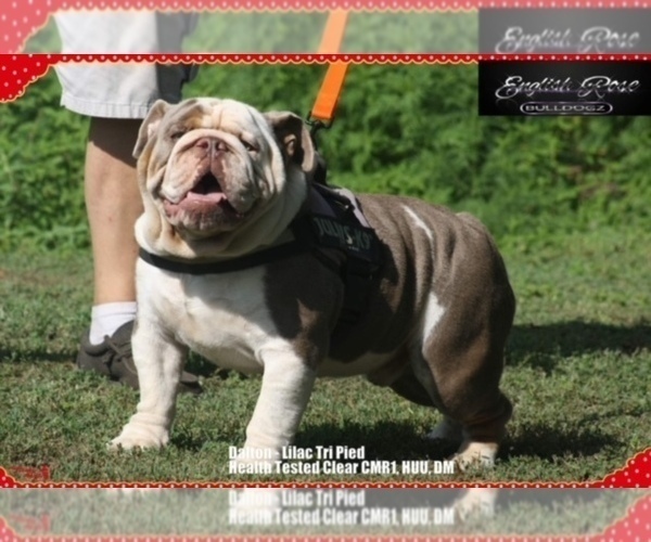 Medium Photo #1 English Bulldog Puppy For Sale in OOLOGAH, OK, USA