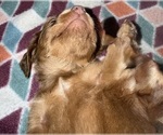 Small #4 Dachshund