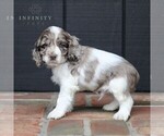 Small Photo #4 Cocker Spaniel Puppy For Sale in NARVON, PA, USA
