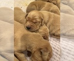 Small #14 Golden Retriever