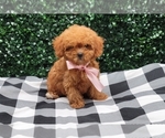 Puppy Minnie Poodle (Miniature)