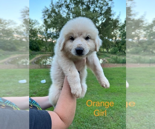Medium Photo #5 Great Pyrenees Puppy For Sale in DANVILLE, AL, USA