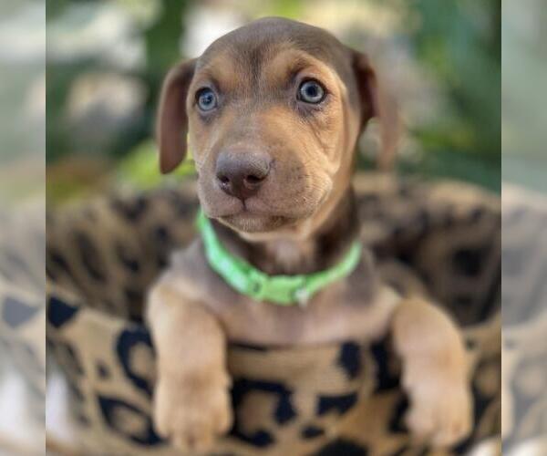 Medium Photo #4 Mutt Puppy For Sale in San Diego, CA, USA