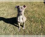 Small American Pit Bull Terrier Mix