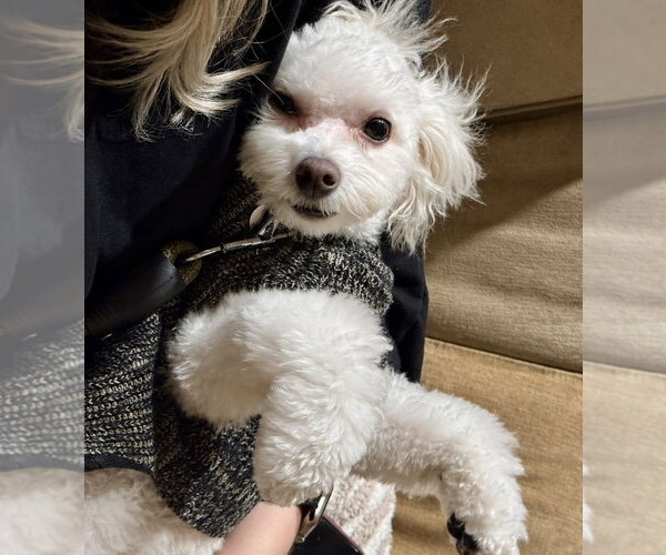 Medium Photo #2 Maltese Puppy For Sale in McKinney, TX, USA