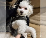 Small #1 Maltese