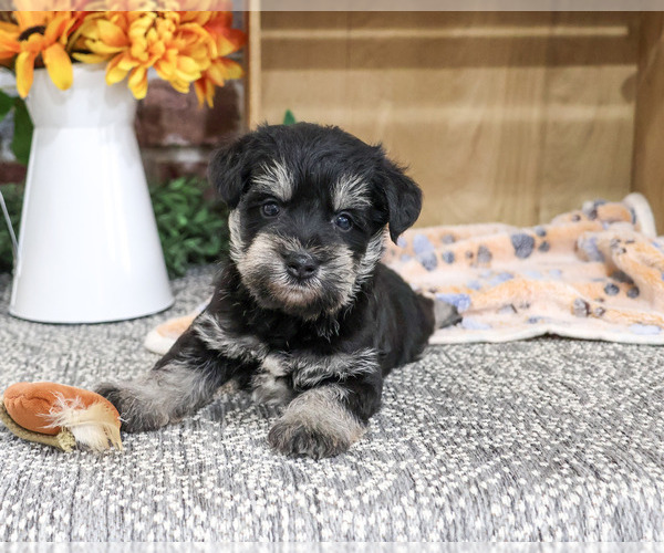 Medium Photo #4 Schnauzer (Miniature) Puppy For Sale in SYRACUSE, IN, USA