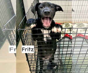 Labrador Retriever-Unknown Mix Dogs for adoption in GILBERTS, IL, USA