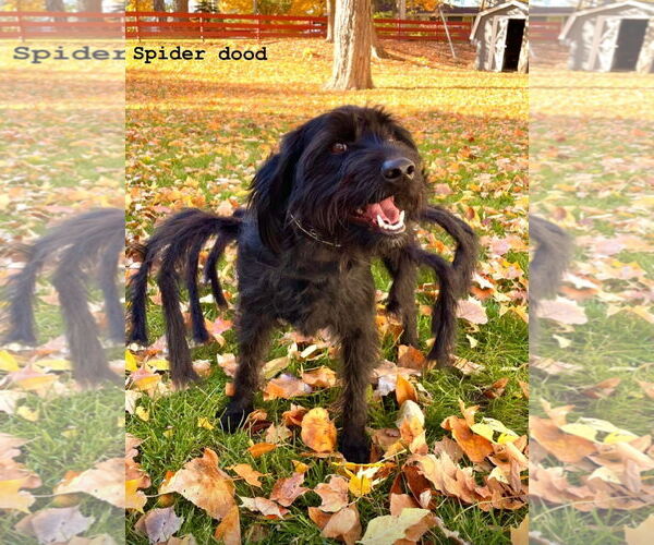 Medium Photo #8 Miniature Labradoodle Puppy For Sale in Buffalo, MN, USA