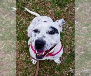 Smores - Female American Staffordshire Terrier-Dalmatian Mix Dog for Adoption - Photo #8