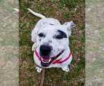 Small #7 American Staffordshire Terrier-Dalmatian Mix