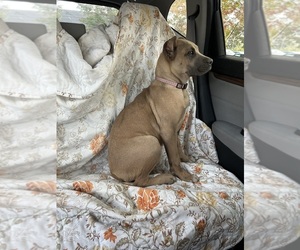 Mother of the Cane Corso puppies born on 06/15/2025