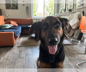 Daisy Ann - Adopt Me! - Female German Shepherd Dog-Unknown Mix Dog for Adoption - Photo #18
