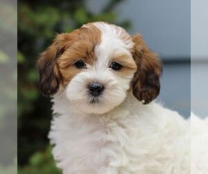ShihPoo Puppy for sale in REINHOLDS, PA, USA