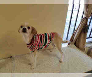 Brussels Griffon Dogs for adoption in Lodi, CA, USA