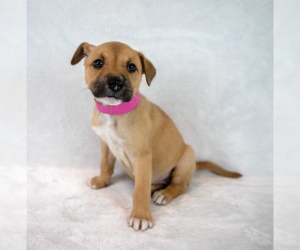 Medium Photo #6 Mutt Puppy For Sale in Kennesaw, GA, USA