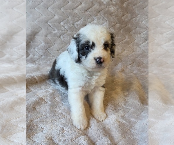 Medium Photo #12 Aussiedoodle Puppy For Sale in WILLS POINT, TX, USA