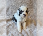 Small #11 Aussiedoodle