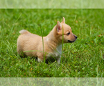 Small Photo #10 Pembroke Welsh Corgi Puppy For Sale in HAMPTON, VA, USA