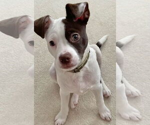 Boston Terrier Dogs for adoption in GILBERTS, IL, USA