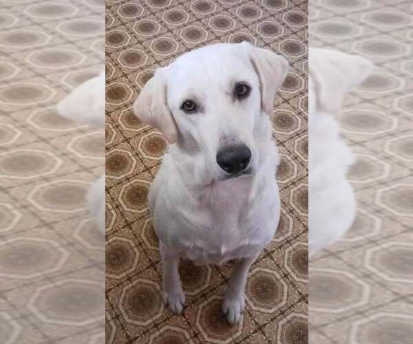 Medium Photo #3 Labrador Retriever-Unknown Mix Puppy For Sale in Brewster, NY, USA