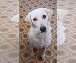 Small #2 Labrador Retriever Mix