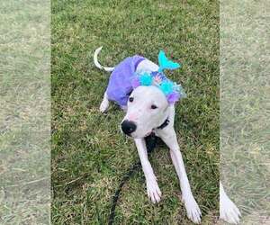 Sweet Pea - Female Mutt Dog for Adoption - Photo #5