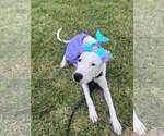 Small Photo #5 Mutt Puppy For Sale in  Gainesville, FL, USA