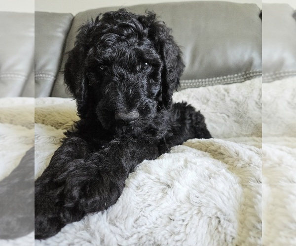 Medium Photo #2 Goldendoodle Puppy For Sale in DELTONA, FL, USA