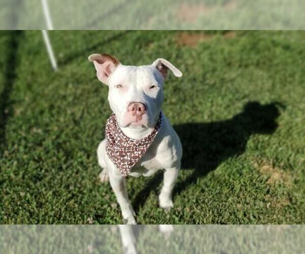 Medium Photo #2 American Pit Bull Terrier Puppy For Sale in Placerville, CA, USA