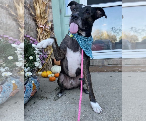 Medium Photo #3 Mutt Puppy For Sale in Germantown, OH, USA