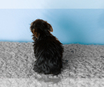 Small #3 Yorkshire Terrier