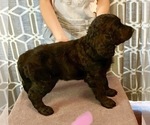 Small Photo #3 Goldendoodle Puppy For Sale in SAVANNA, IL, USA