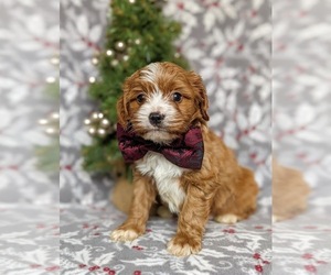 Cavapoo Puppy for sale in NEW PROVIDENCE, PA, USA