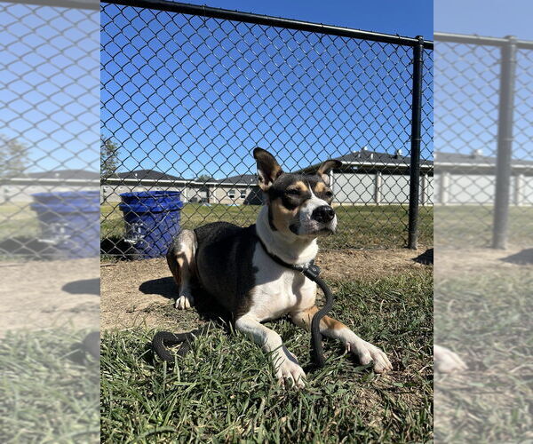 Medium Photo #2 Siberian Husky-Unknown Mix Puppy For Sale in Evansville, IN, USA