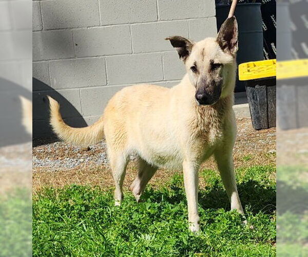 Medium Photo #1 Mutt Puppy For Sale in Wetumpka, AL, USA