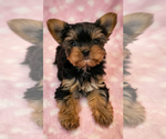 Small Yorkshire Terrier