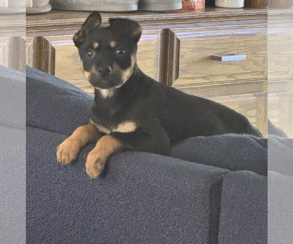 Medium Photo #2 Mutt Puppy For Sale in Brooklyn Center, MN, USA