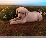 Small #1 Golden Labrador